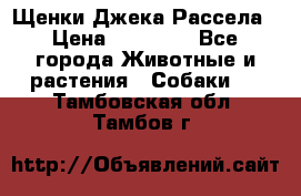 Щенки Джека Рассела › Цена ­ 10 000 - Все города Животные и растения » Собаки   . Тамбовская обл.,Тамбов г.